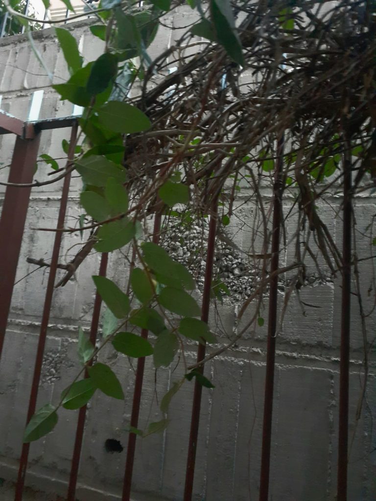 Evdeki Bilim: Terleyen Bitkiler